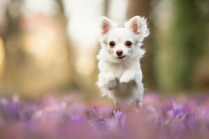 cane, ogni, Guarda