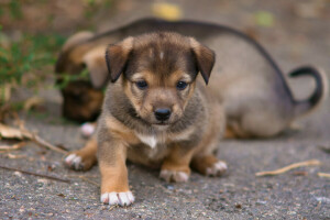 Hintergrund, Hunde, Welpen