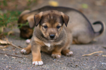 achtergrond, honden, puppies