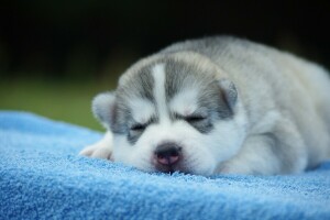 cachorro, rouco, cachorro, dormir, filhote de cachorro dormindo