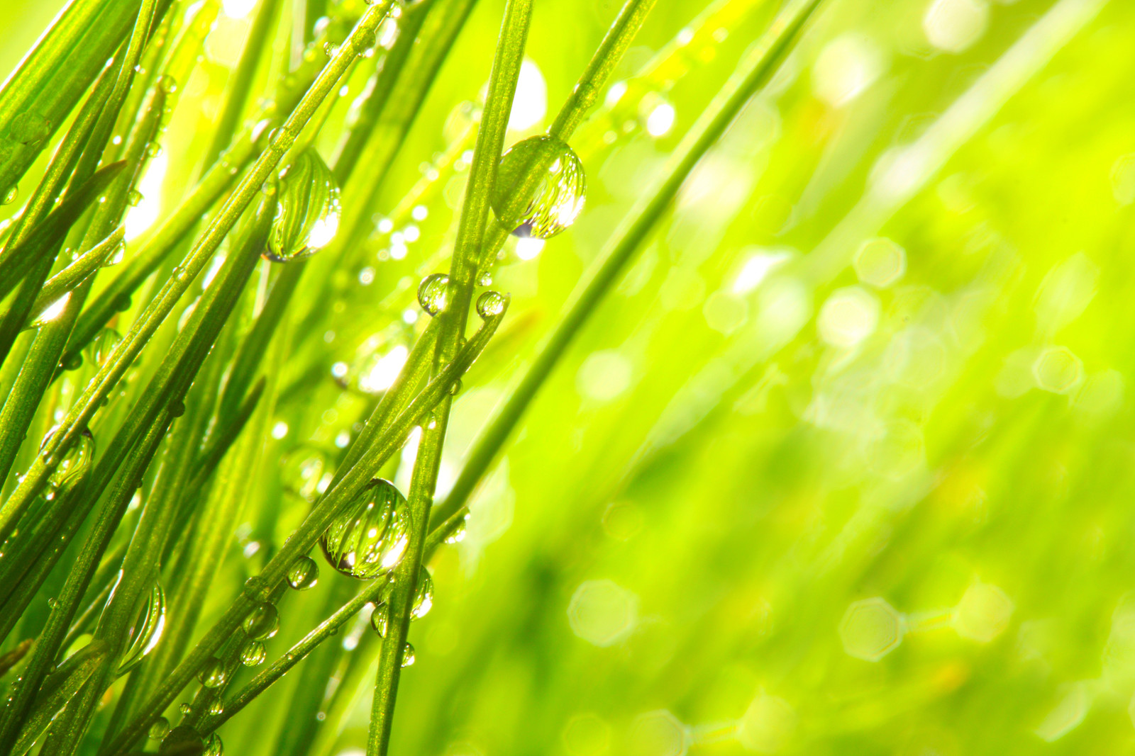 herbe, la nature, macro, Matin, gouttes, Rosa, la rosée tombe