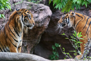 gatos, Mira, par, perfil, Sumatra, Tigre