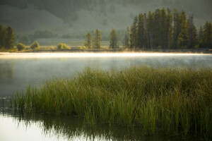 bosque, calina, lago, Mañana, arboles