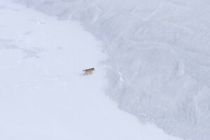 hund, natur, sne