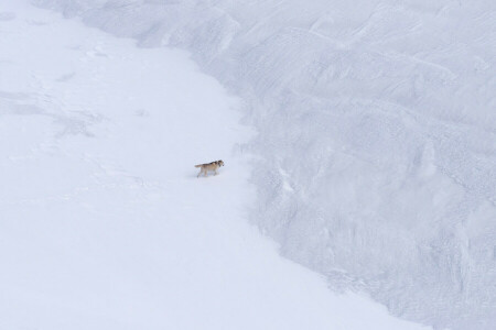 hond, natuur, sneeuw