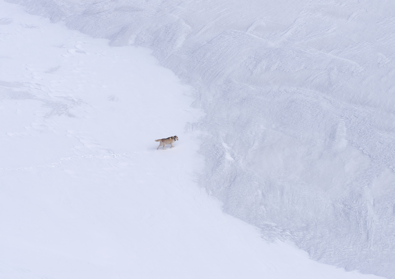 Schnee, Natur, Hund