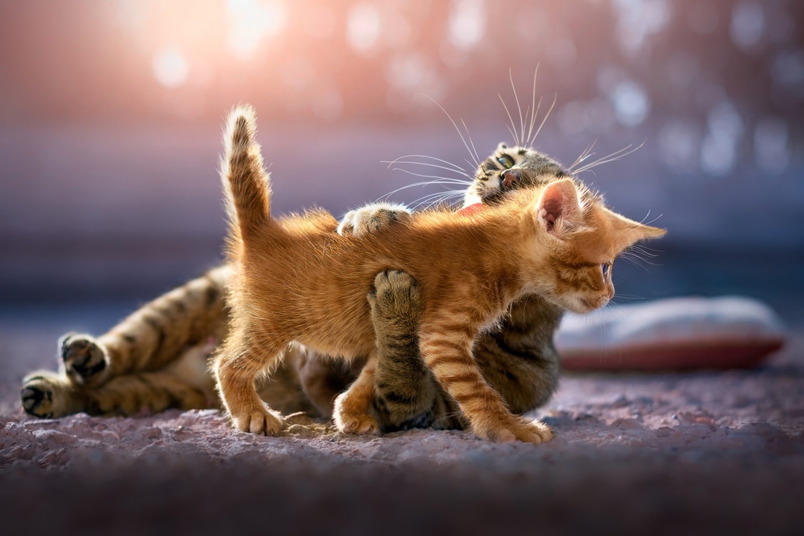 licht, schittering, baby, bokeh, kat, het spel, grijs, rood