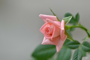 branch, Bud, flowering, pink, rose