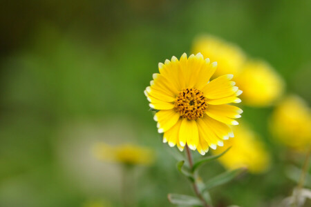 blomst, natur, kronblade, plante