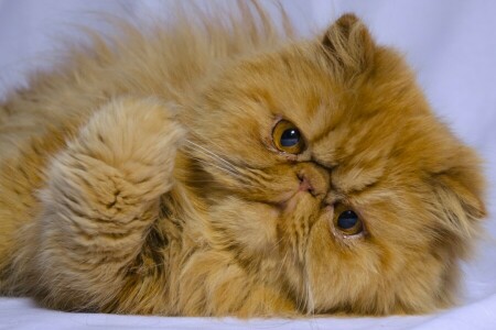 cat, foot, look, muzzle, Persian cat, red, Red cat