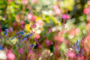 flowers, nature, summer