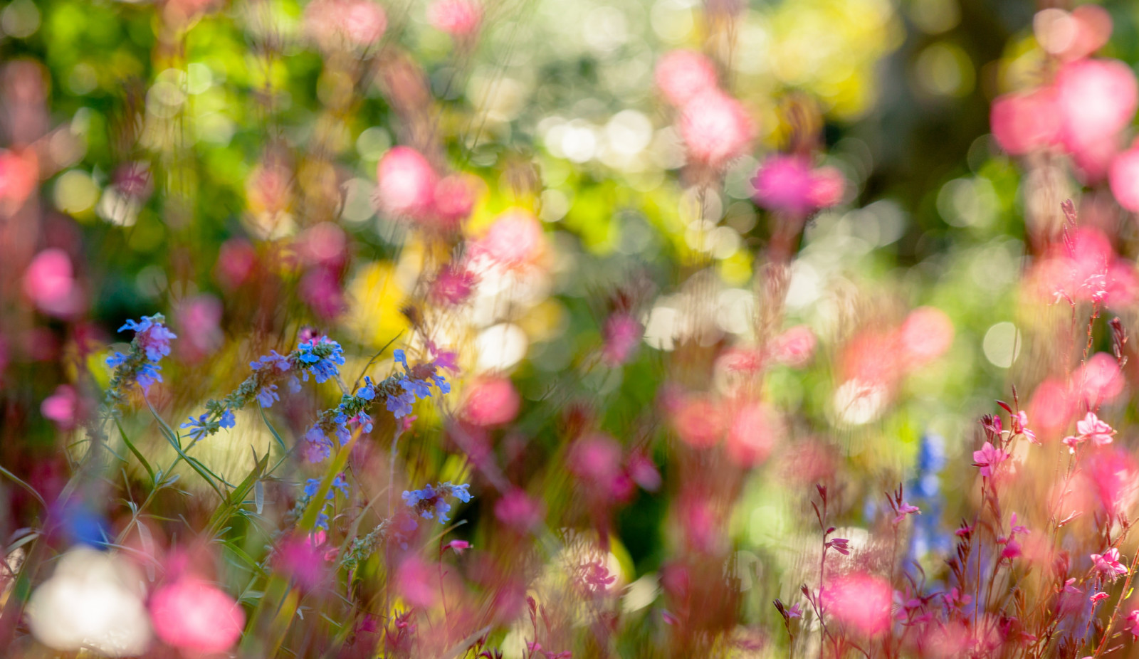 natur, sommer, blomster