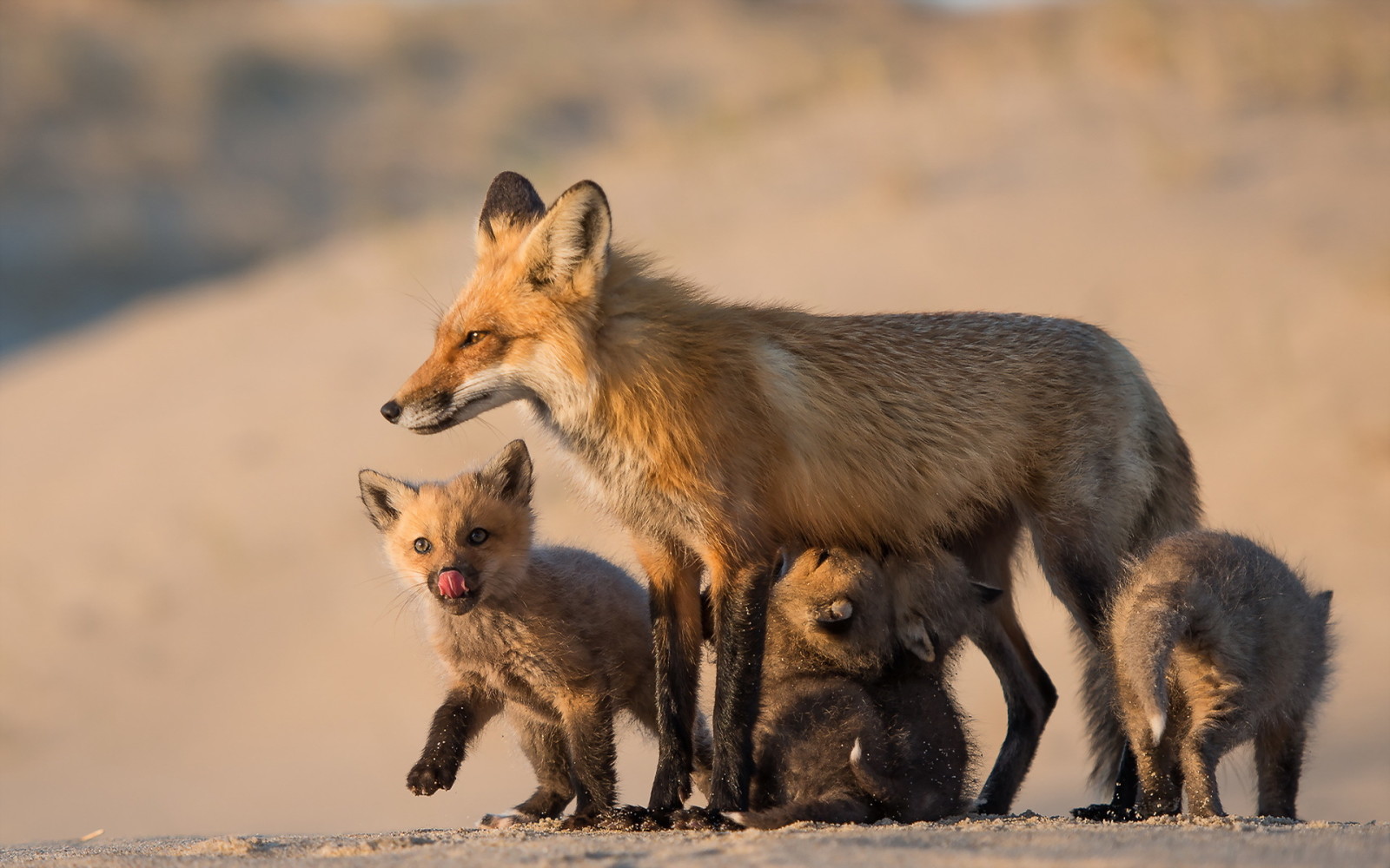 Natur, Fuchs, Mutter und ihre Babys