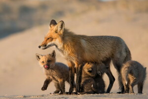 Fuchs, Mutter und ihre Babys, Natur