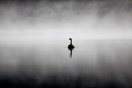 lake, nature, swan