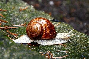 natur, handfat, snigel, sten