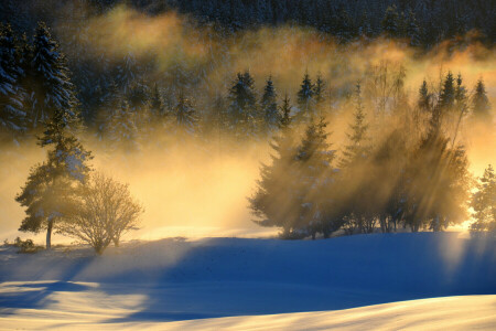 Woud, landschap, ochtend-, sneeuw