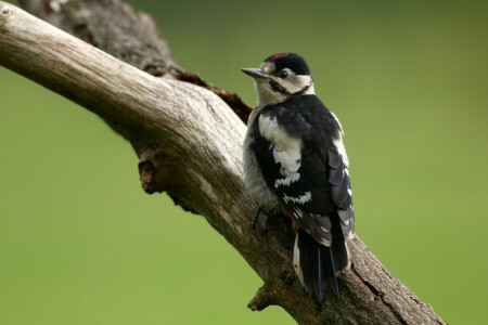 bird, log, woodpecker