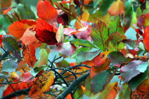 otoño, ramas, hojas, macro