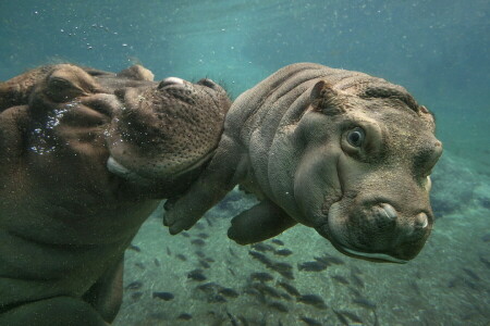 hippos, nature, water