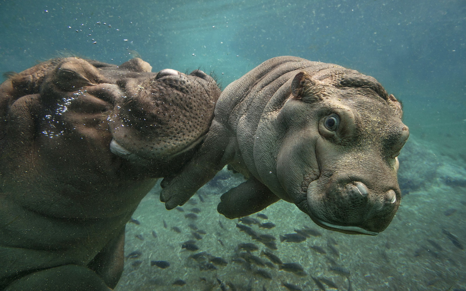 natura, acqua, ippopotami