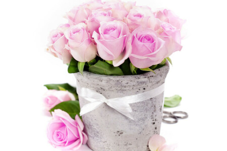 rosett, blommor, Foto, rosa, ro, vas