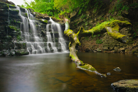 Woud, rots, stenen, stroom, bomen, waterval