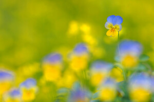 field, flowers, meadow, nature, Pansy, petals