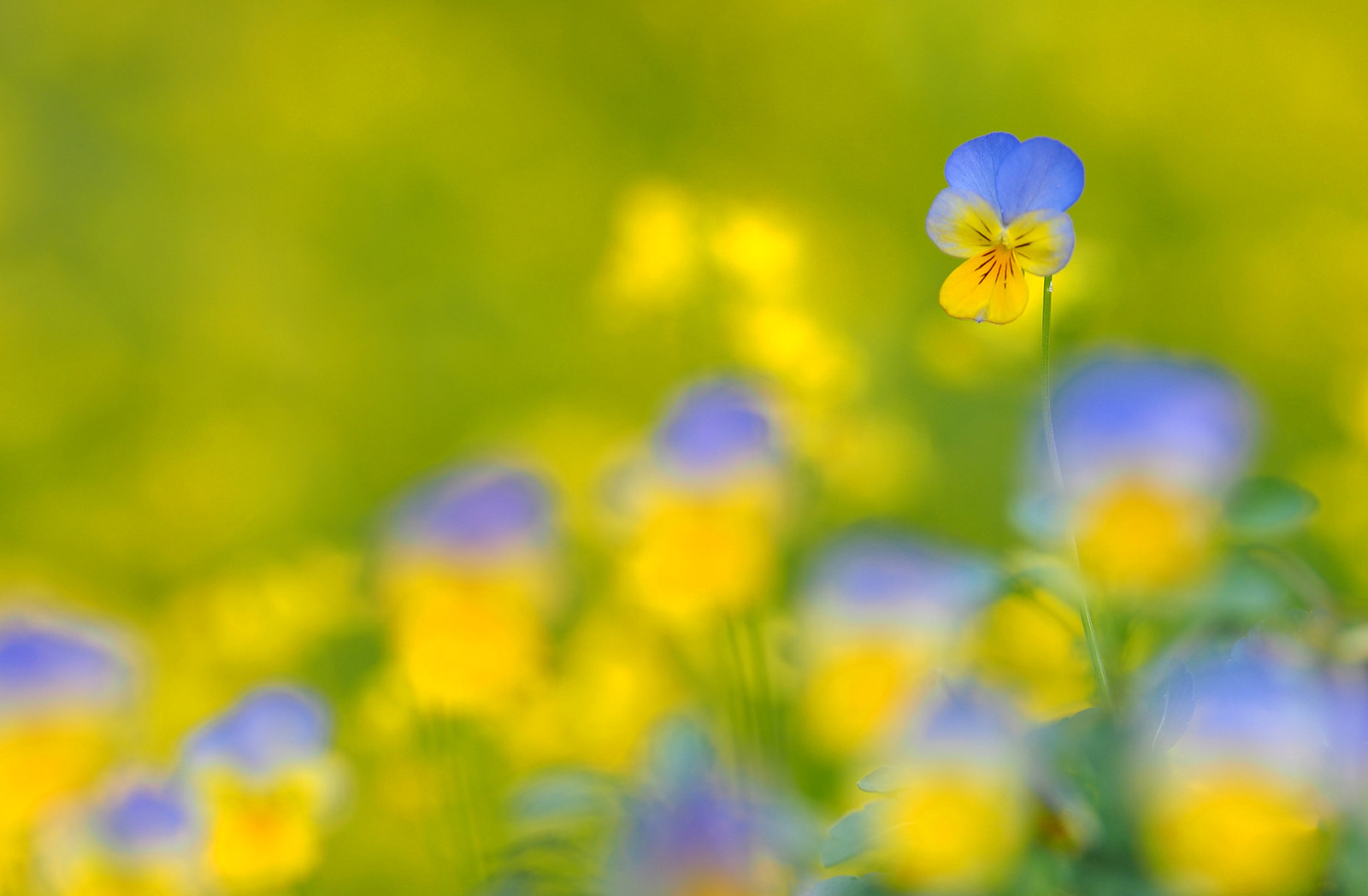 nature, field, flowers, meadow, petals, Pansy