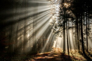 autumn, forest, light, morning, road