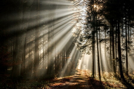 l'automne, forêt, lumière, Matin, route