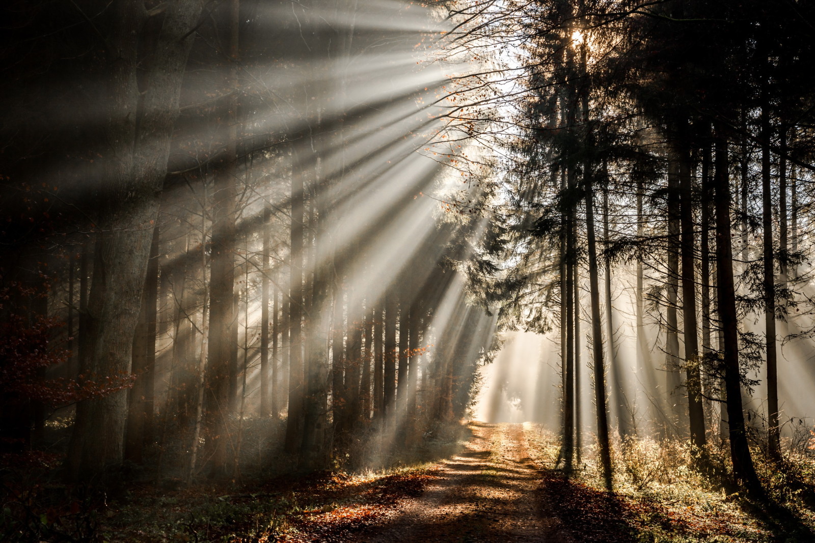 autumn, forest, light, road, morning