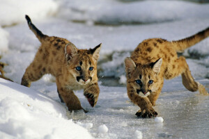 cats, ice, snow, Uinta National Forest, USA, Utah, winter