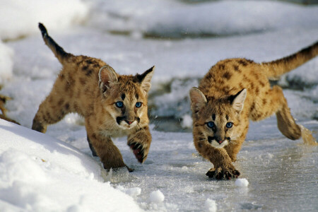 chats, la glace, neige, Forêt nationale d'Uinta, Etats-Unis, Utah, hiver