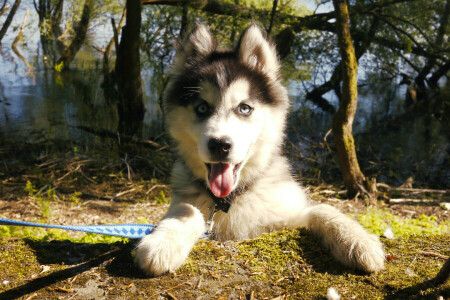 hund, ansigt, husky, se, hundehvalp