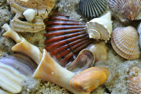 macro, sand, sea, shell, sink, the bottom