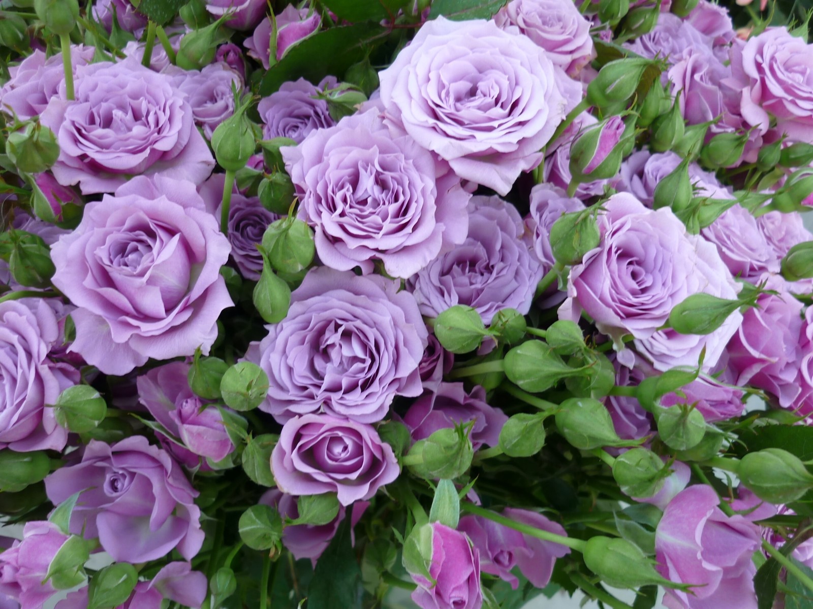 roses, buds, lilac roses