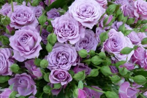 buds, lilac roses, roses