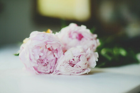 peonies, petals, pink