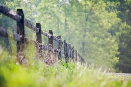 grass, summer, the fence