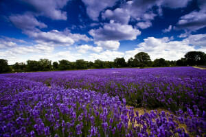 clouds, field, flowers, lavender, the sky, trees