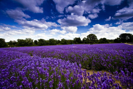 moln, fält, blommor, lavendel-, himmelen, träd