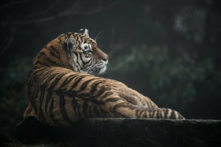 piel, depredador, perfil, permanecer, tiras, Tigre, gato salvaje