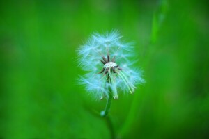 bokeh, mælkebøtte, fnug, greens, stilk