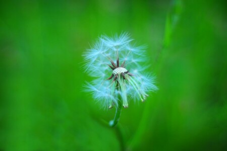 bokeh, dandelion, fluff, greens, stem