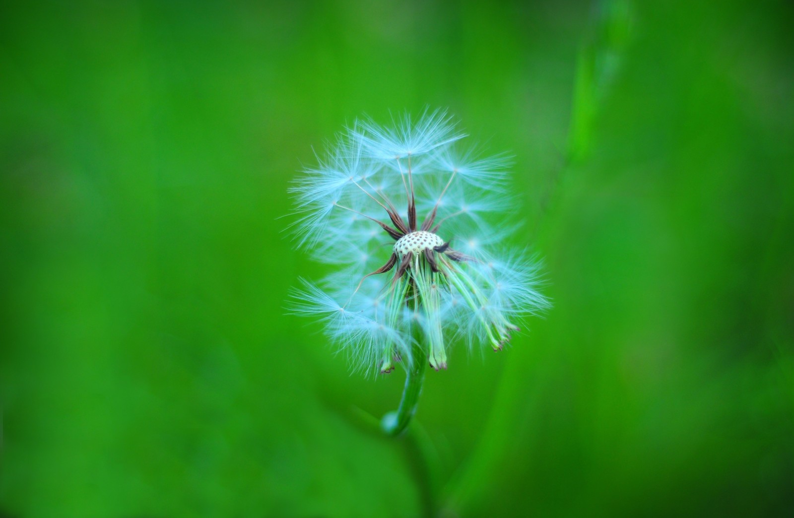 Bokeh, Grüns, Löwenzahn, Stengel, Flaum