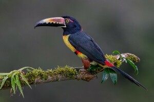 Pozadí, pták, větev, límec aracari, Toucan