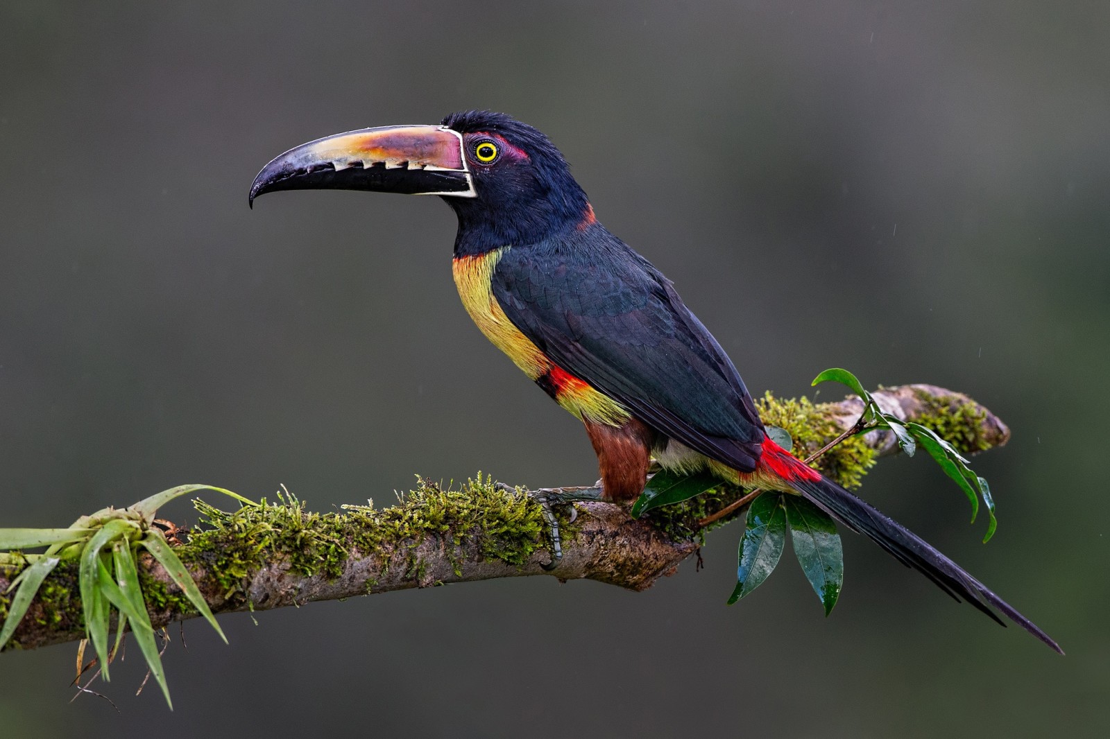 fundal, ramură, pasăre, Toucan, aracari prăbușiți