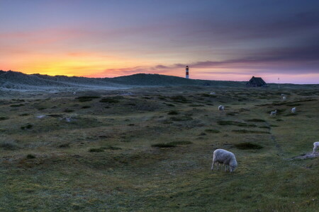 landscape, Lighthouse, sheep, sunset