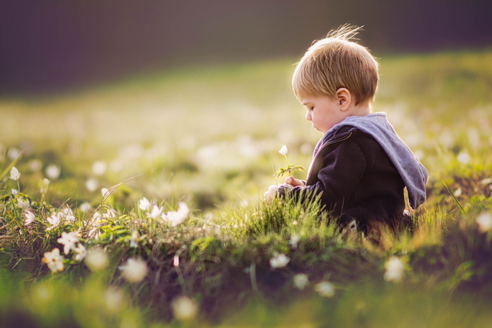 sommar, blommor, pojke